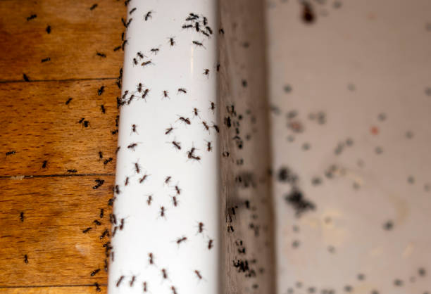 Best Cockroach Control Services  in Grants Pass, OR