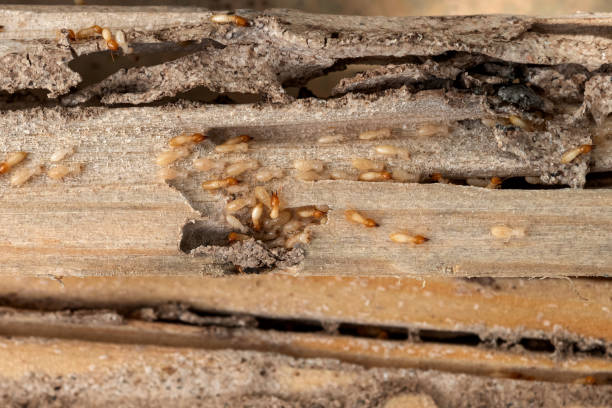 Professional Pest Control in Grants Pass, OR